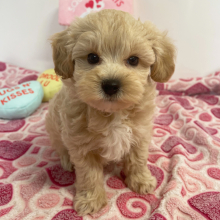 Maltipoo Puppy Addax