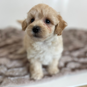 Maltipoo Puppy Jude