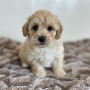 Maltipoo Puppy Jude