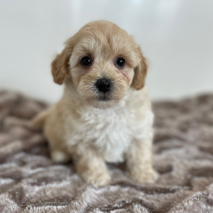 Maltipoo Puppy Jude