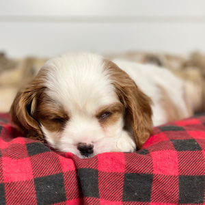 Cavalier King Charles Spaniel Puppy Todd