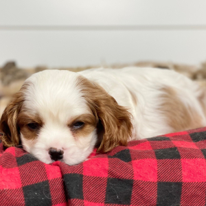 Cavalier King Charles Spaniel Puppy Todd