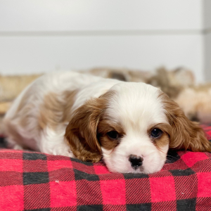 Cavalier King Charles Spaniel Puppy Todd
