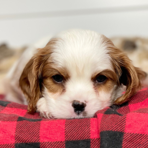 Cavalier King Charles Spaniel Puppy Todd