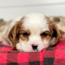 Cavalier King Charles Spaniel Puppy Todd