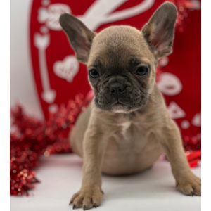 French Bulldog Puppy Freddy