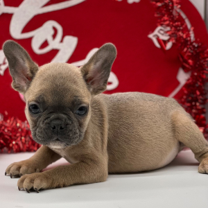 French Bulldog Puppy Freddy