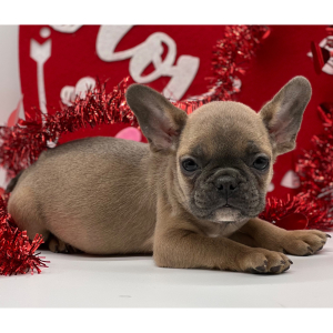 French Bulldog Puppy Freddy