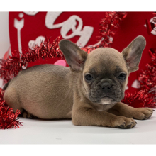 French Bulldog Puppy Freddy