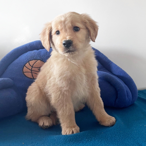 Golden Retriever Puppy Maximus