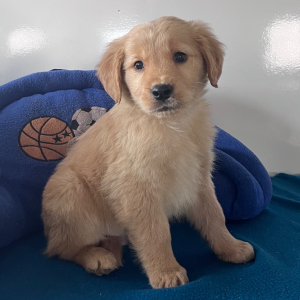 Golden Retriever Puppy Maximus