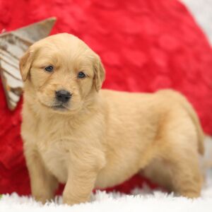 Golden Retriever Puppy Sommer