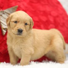 Golden Retriever Puppy Sommer