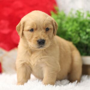 Golden Retriever Puppy Sommer