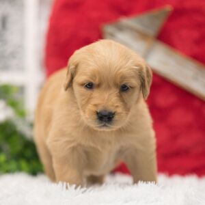 Golden Retriever Puppy Sommer
