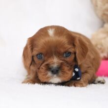 Cavalier King Charles Spaniel Puppy Sammie