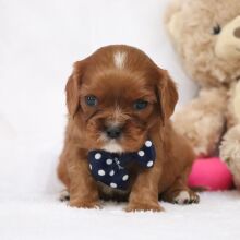 Cavalier King Charles Spaniel Puppy Sammie