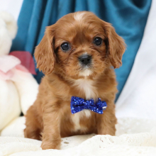 Cavalier King Charles Spaniel Puppy Sammie