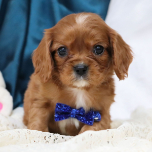 Cavalier King Charles Spaniel Puppy Sammie