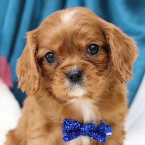 Cavalier King Charles Spaniel Puppy Sammie