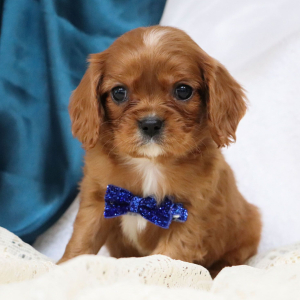 Cavalier King Charles Spaniel Puppy Sammie