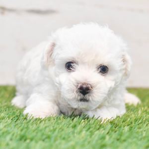 Bichon Frise Puppy Cory
