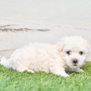 Bichon Frise Puppy Cory