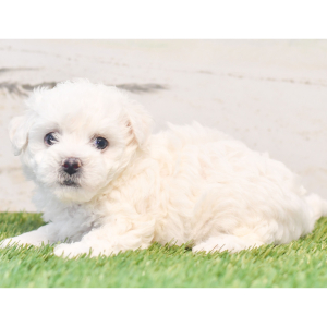 Bichon Frise Puppy Cory