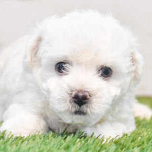 Bichon Frise Puppy Cory