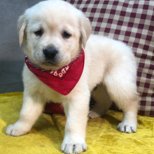 Labrador Retriever Puppy Frank