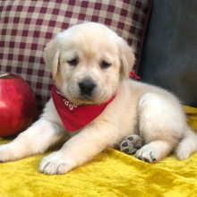 Labrador Retriever Puppy Frank