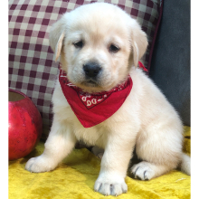 Labrador Retriever Puppy Frank