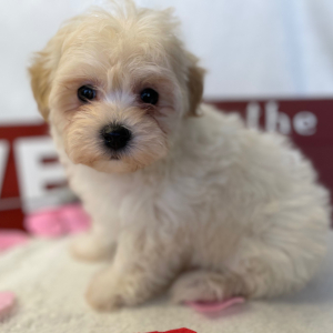 Maltipoo Puppy Wookie