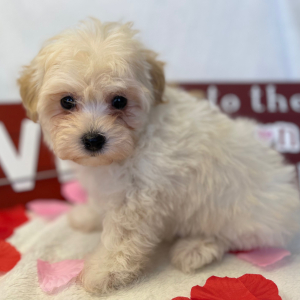 Maltipoo Puppy Wookie
