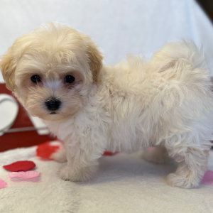 Maltipoo Puppy Wookie