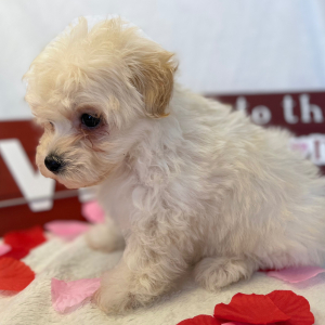 Maltipoo Puppy Wookie