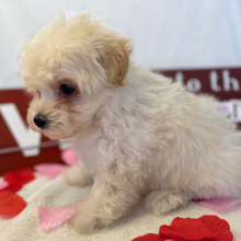Maltipoo Puppy Wookie