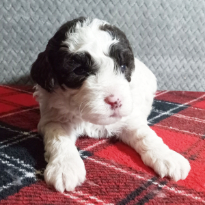 Cockapoo Puppy Scott