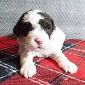 Cockapoo Puppy Scott