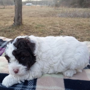 Cockapoo Puppy Scott