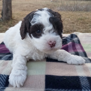 Cockapoo Puppy Scott