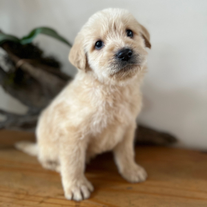 Labradoodle Puppy Tahoe
