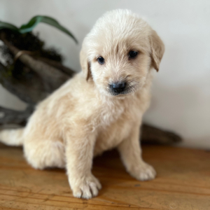 Labradoodle Puppy Tahoe