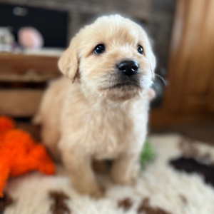 Labradoodle Puppy Tahoe