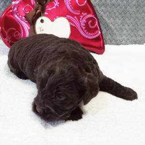 Cockapoo Puppy Gertude