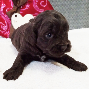 Cockapoo Puppy Gertude