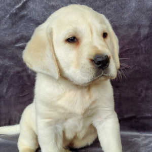 Labrador Retriever Puppy Cameron