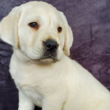 Labrador Retriever Puppy Cameron
