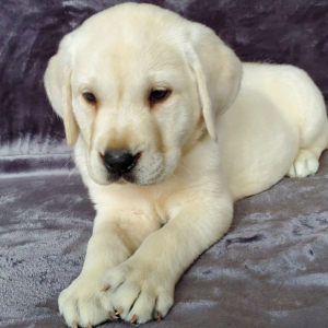 Labrador Retriever Puppy Cameron