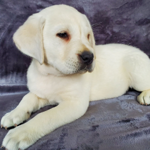 Labrador Retriever Puppy Cameron